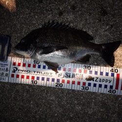 メバルプラギッング？