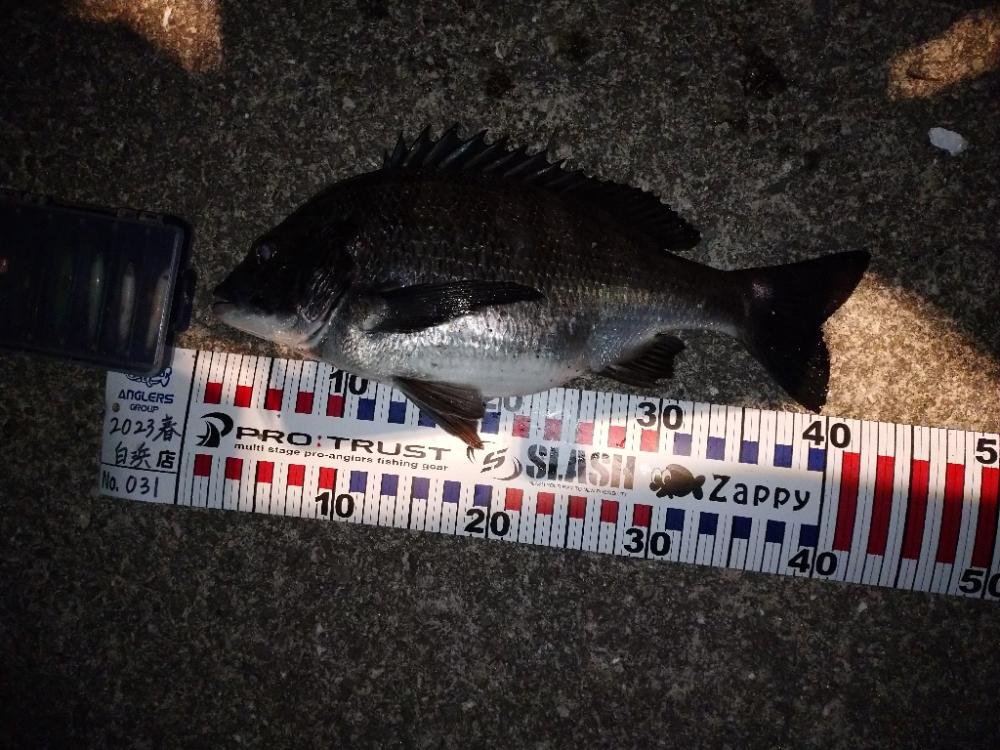 メバルプラギッング？