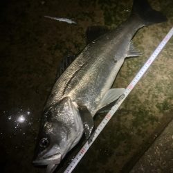 シラスパターン