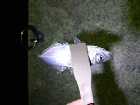 宇佐で仕事帰りにアジング