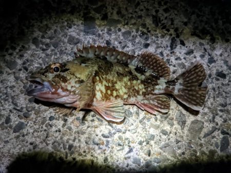 網代新港は楽しい