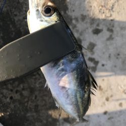 夕マズメにアジ22匹GET