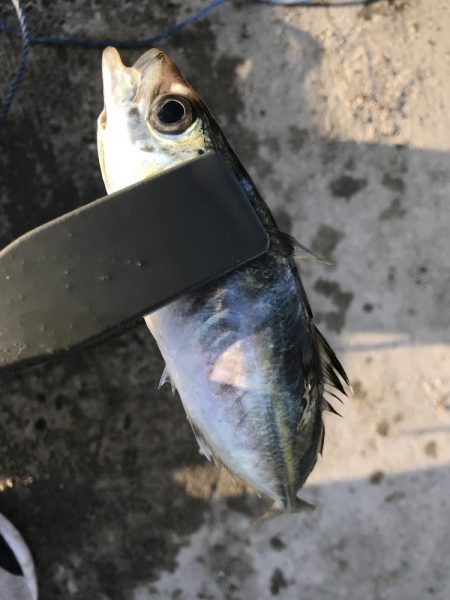 夕マズメにアジ22匹GET