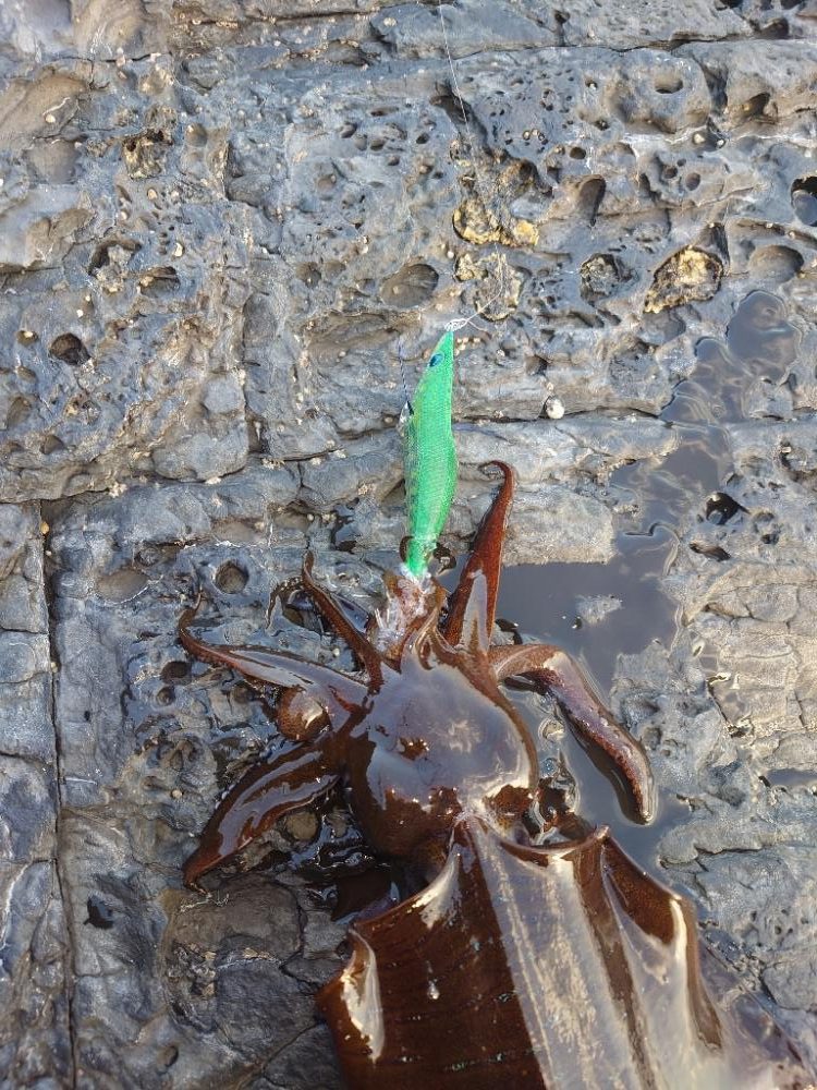 凪エギングIN対馬