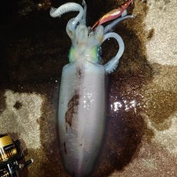 惜別エギングIN対馬