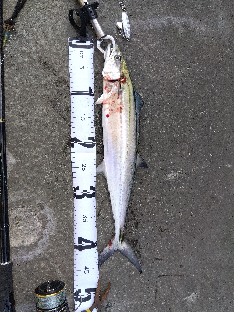 小ぶりな初サゴシ!!