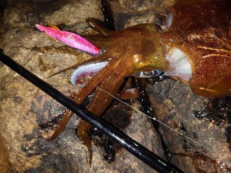 凪エギングIN対馬