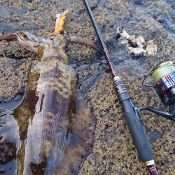 凪エギングIN対馬