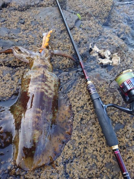 凪エギングIN対馬