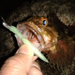 ちょい釣り20230303