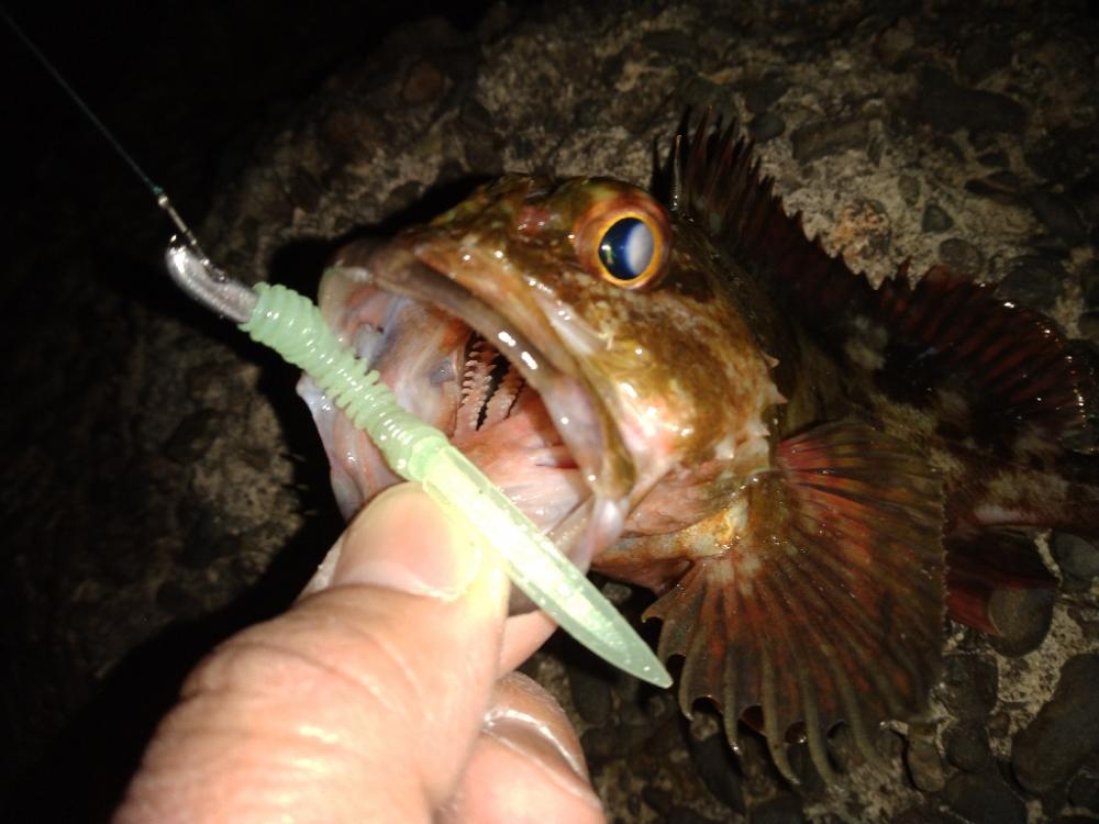 ちょい釣り20230303