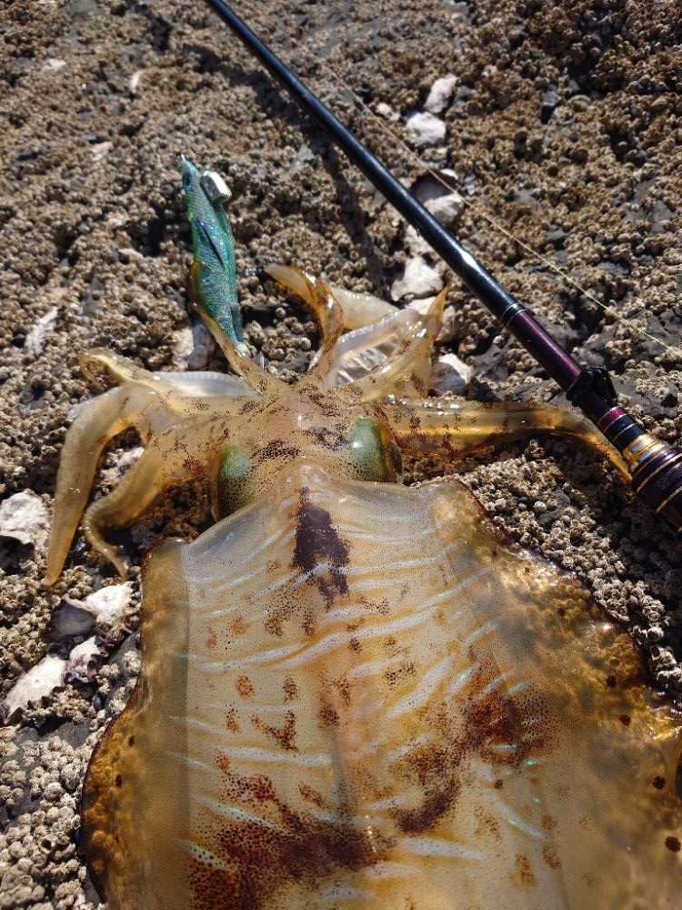 デイエギングIN対馬