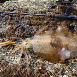 磯ランガンエギングIN対馬