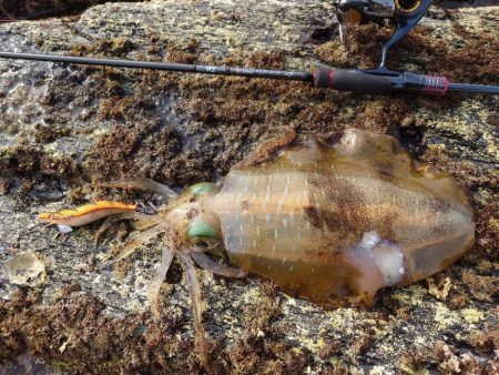 磯ランガンエギングIN対馬