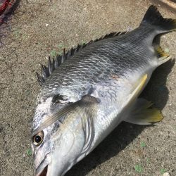 ヘチ釣り調査でキビレGET