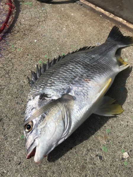 ヘチ釣り調査でキビレGET