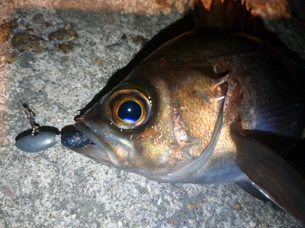 まさかの爆風メバリング