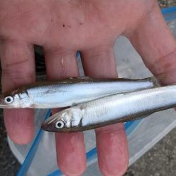 稚鮎～やり直し