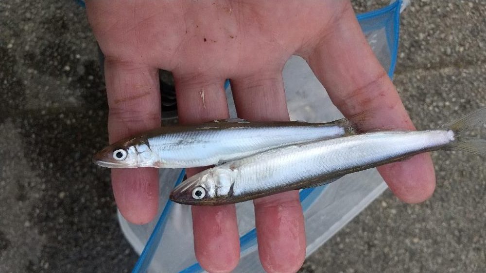 稚鮎～やり直し