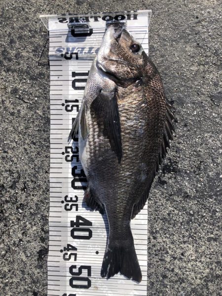 イチノ兄弟（兄）釣果！