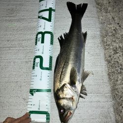 ナイトシーバス