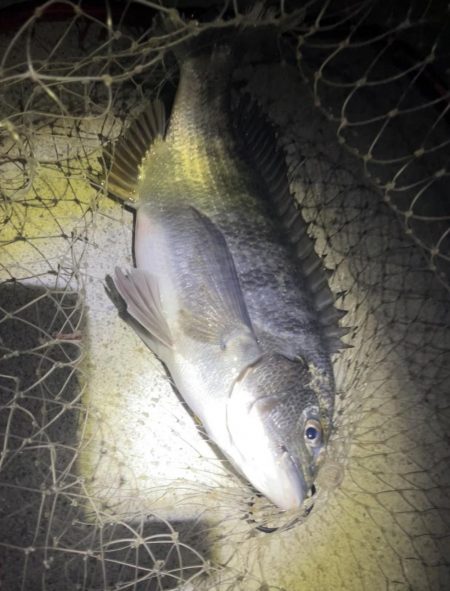 貴方でしたか…