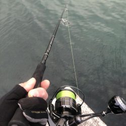 今日もサワラ狙い