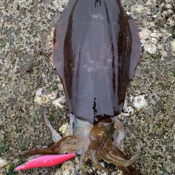 エギング最高！