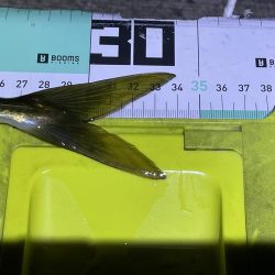 今年初の尺アジ