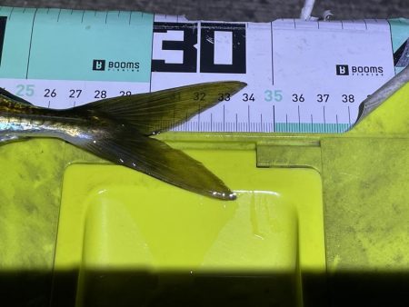 今年初の尺アジ