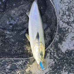 アオリイカ釣りたい!