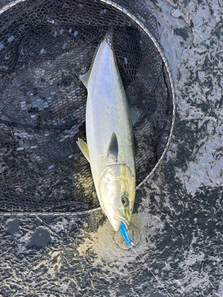 アオリイカ釣りたい!