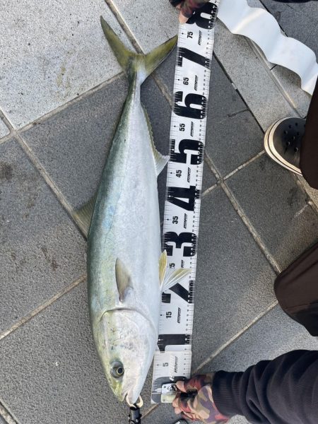 タマン狙いのはずが