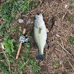 近所の川で50UPプリスポーン