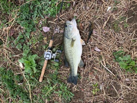 近所の川で50UPプリスポーン