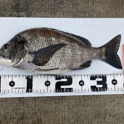 またもや一枚のみ