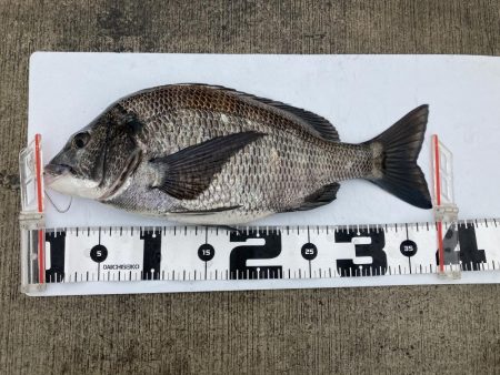 またもや一枚のみ