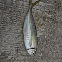 水軒一文字でアジ