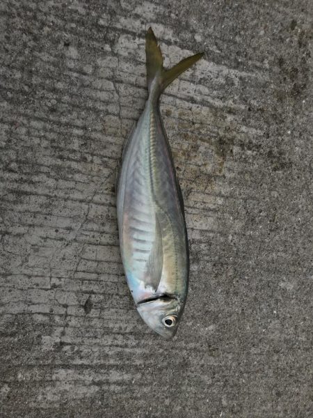 水軒一文字でアジ