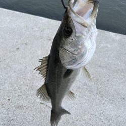 その日のアタリルアー