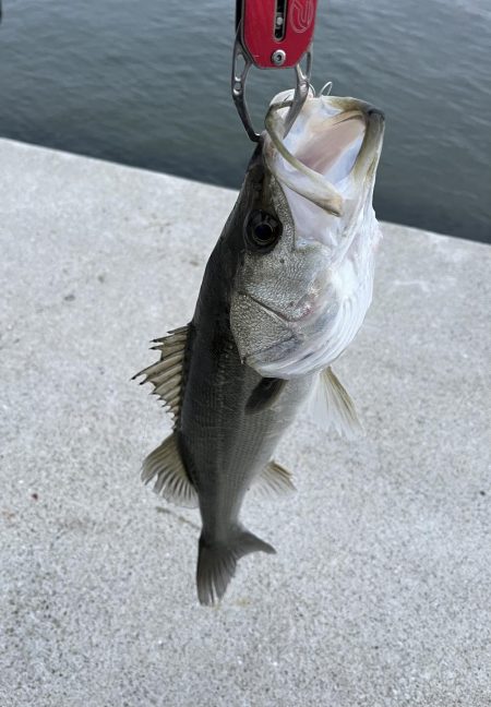 その日のアタリルアー