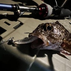 いつものガシラさん