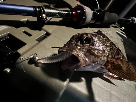 いつものガシラさん