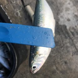 朝マズメにアジ爆釣