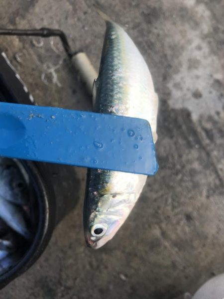 朝マズメにアジ爆釣