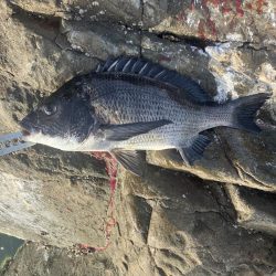 たかたかの釣り日記