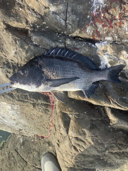 たかたかの釣り日記