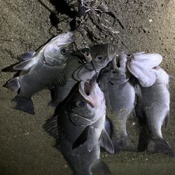 和歌山のシーバス釣り