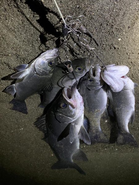 和歌山のシーバス釣り