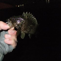 サクッとメバリング